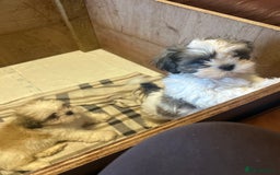 Shih Tzu dogs for sale: 2 beautiful Shih Tzu puppies for sale  - Image 5