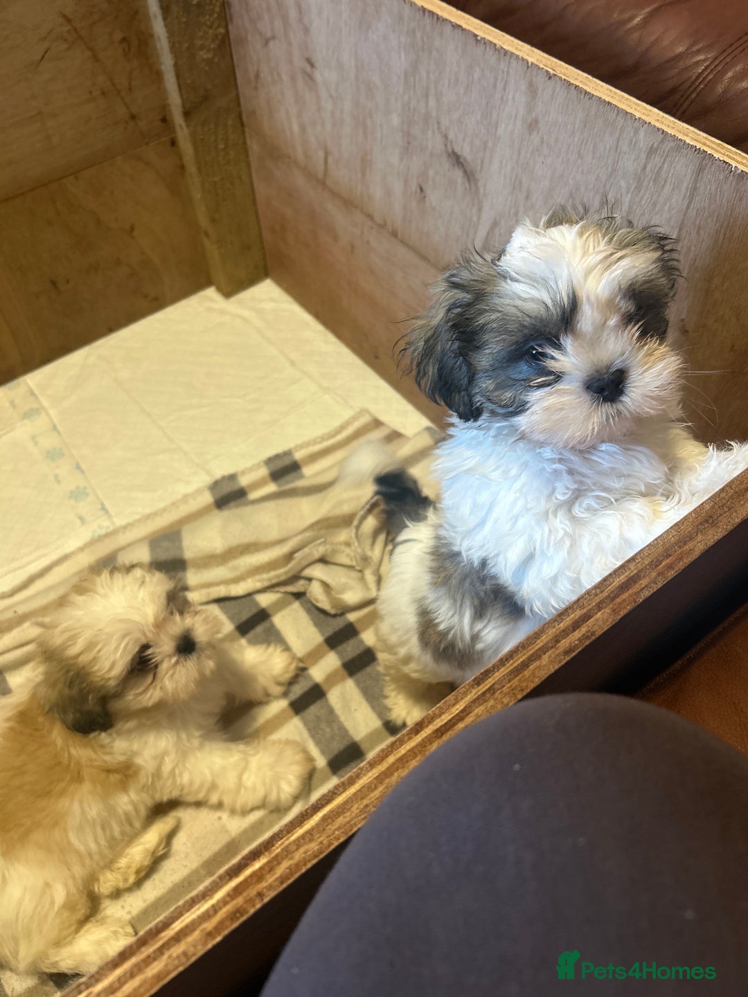 Shih Tzu dogs for sale: 2 beautiful Shih Tzu puppies for sale  - Image 5