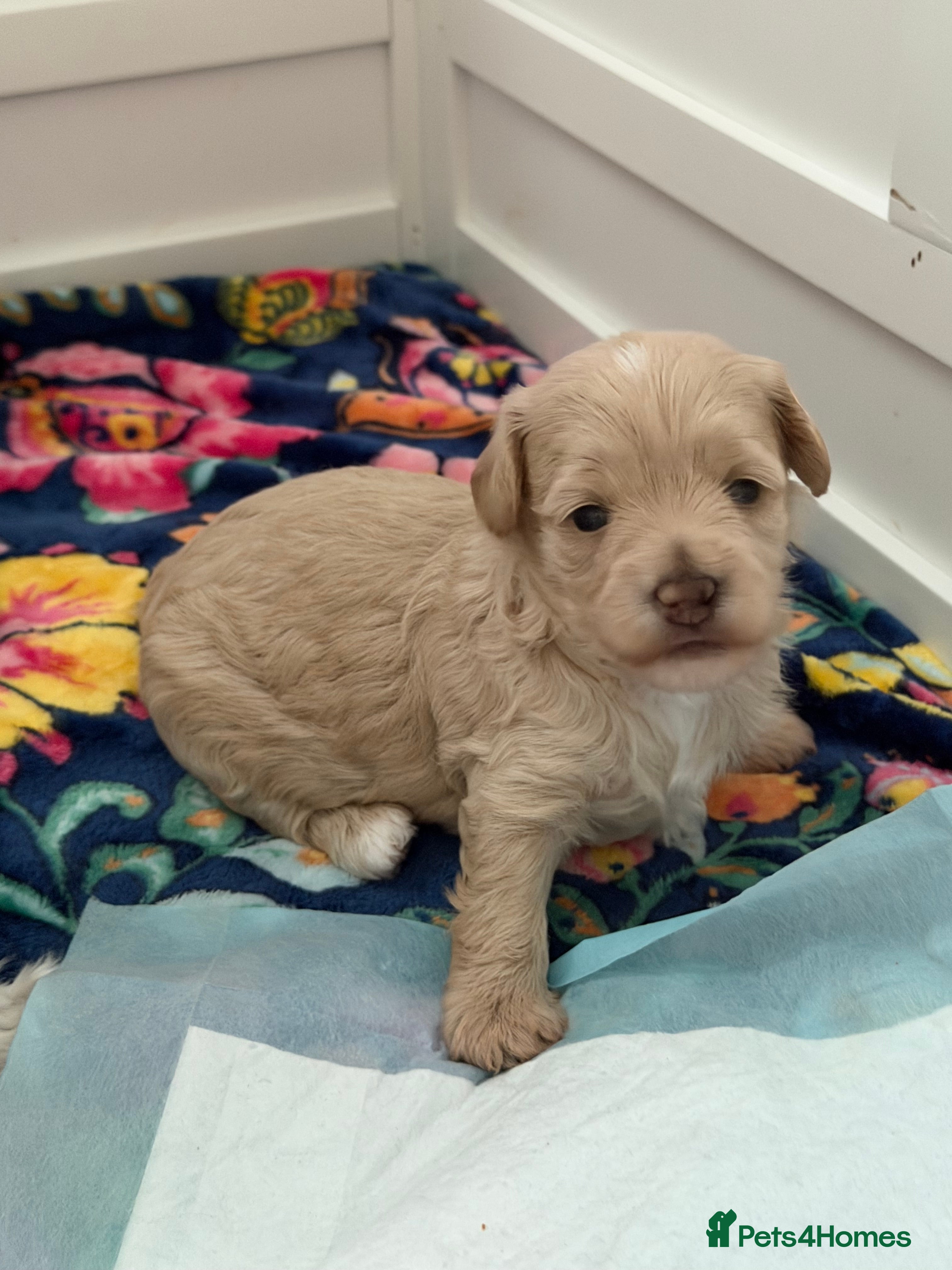 Maltipoo dogs Gorgeous rare colour maltipoo puppies  - Advert 1