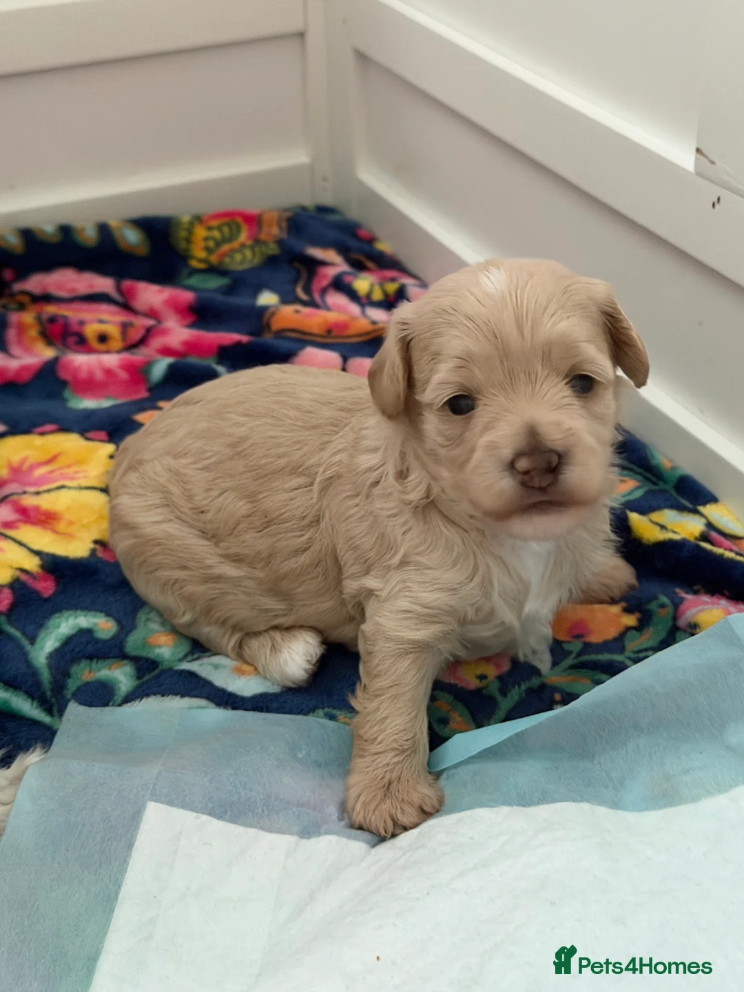 Maltipoo dogs for sale: Gorgeous rare colour maltipoo puppies  - Advert 1