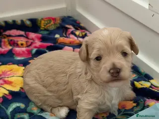 Maltipoo dogs Gorgeous rare colour maltipoo puppies - Advert 1