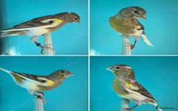 Canaries birds for sale: Hen canaries  - Image 1