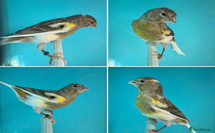 Canaries birds - Advert 1