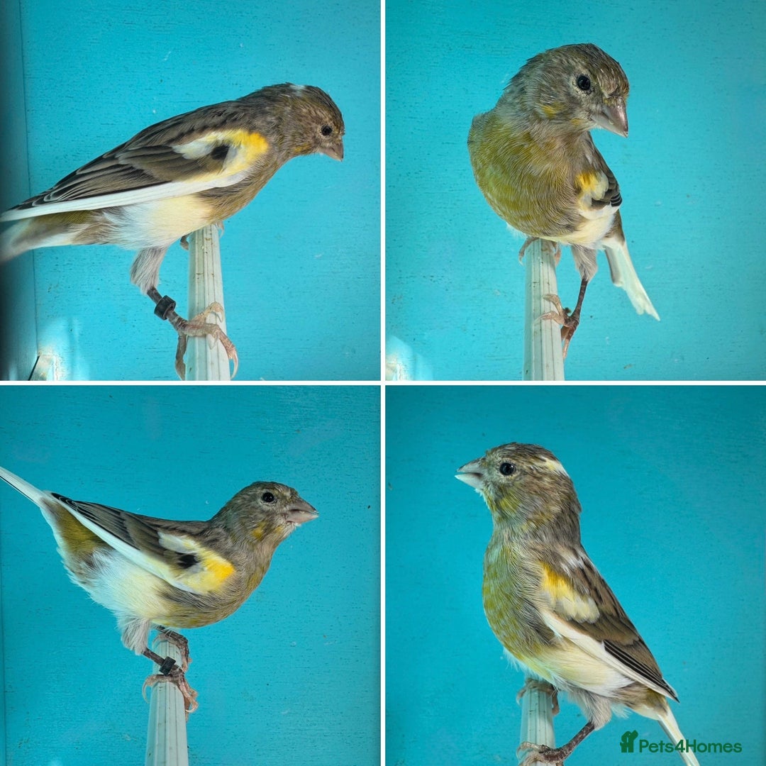 Canaries birds for sale: Hen canaries  - Image 1