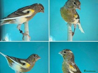 Canaries birds - Advert 30