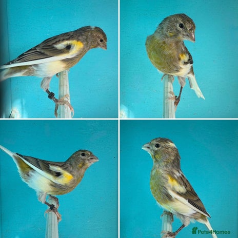 Canaries birds - Advert 6
