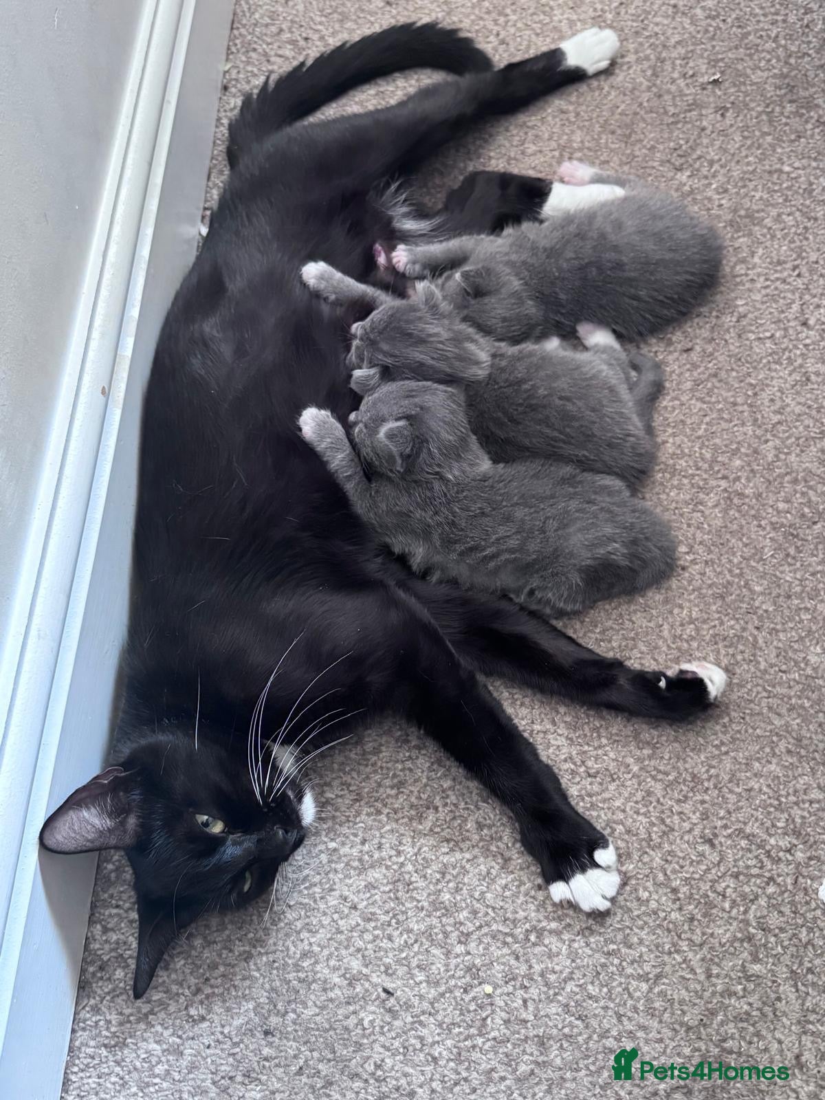 Mixed Breed cats Kittens - Advert 3
