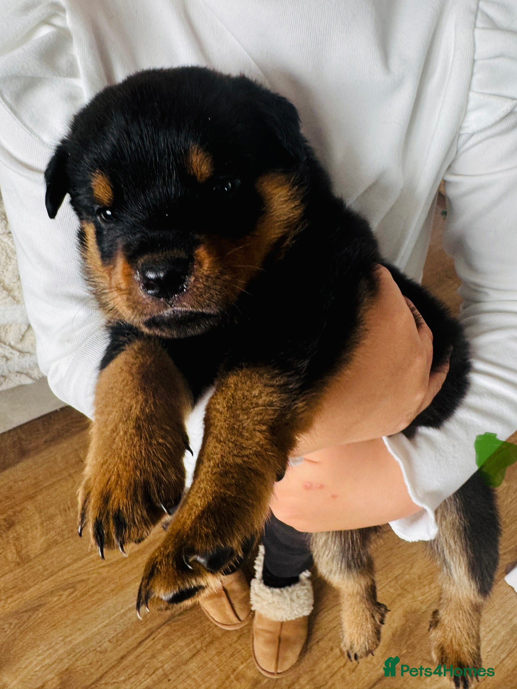 Rottweiler Puppy 2 ( green collar )