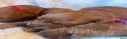 Goldendoodle dogs for sale: 🐾Lovely Fox Red F1 Mini Goldendoodles🐾 - Advert 16