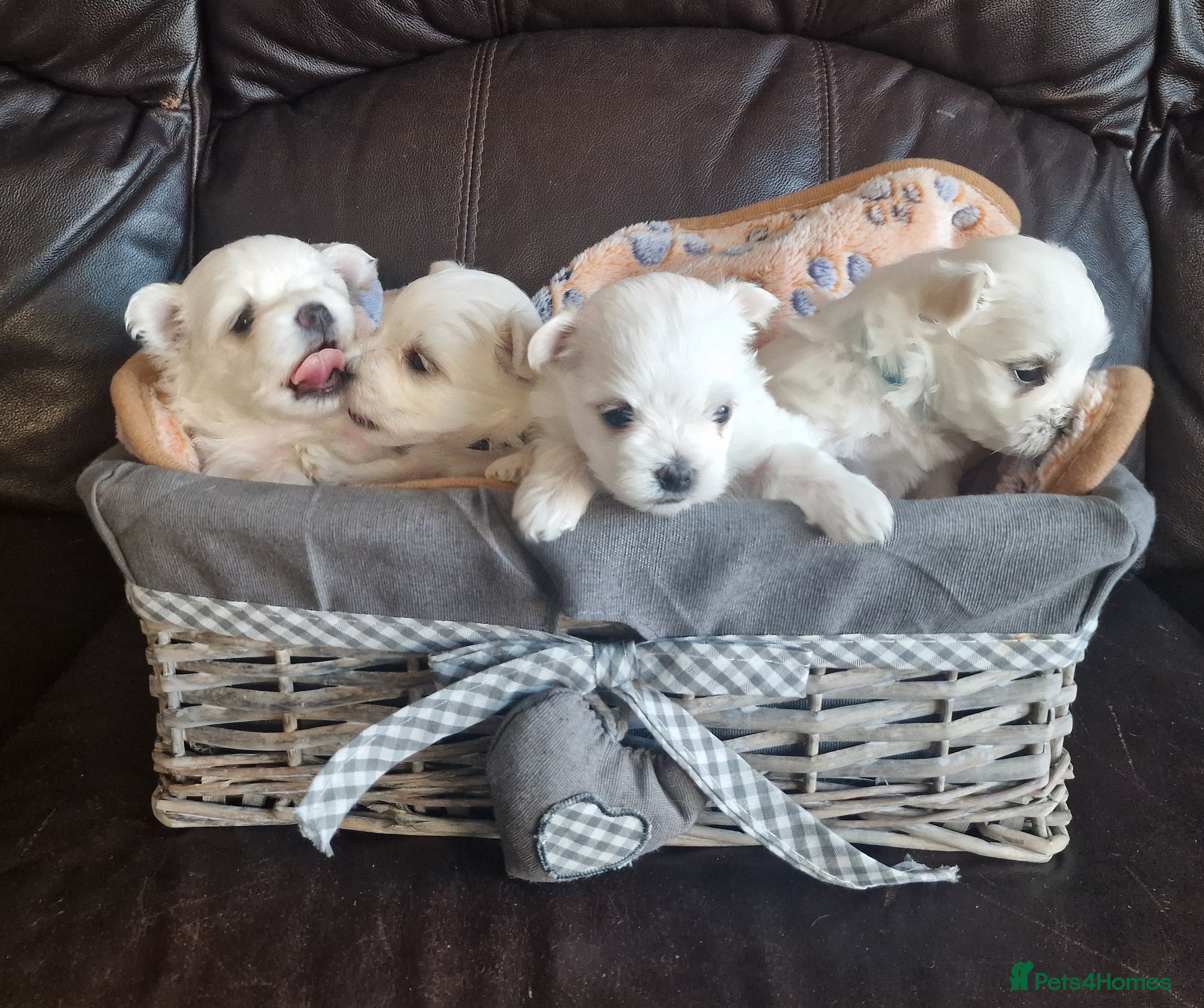 Maltese dogs Miniature Korean Maltese puppies for adoption - Advert 4