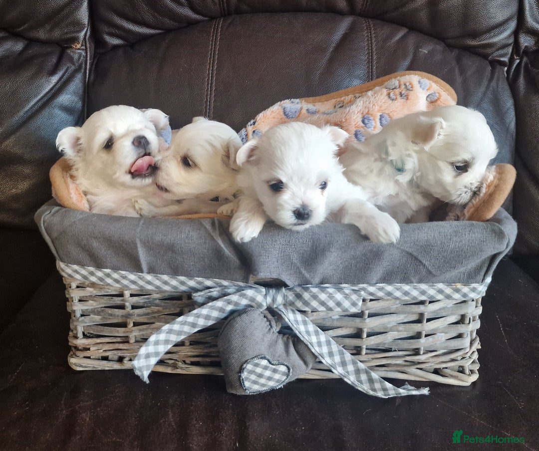 Maltese dogs for sale: Miniature Korean Maltese puppies for adoption - Advert 1
