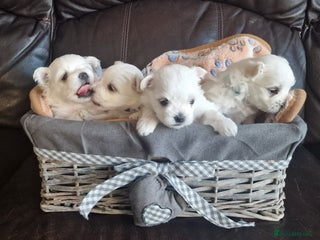 Maltese dogs Miniature Korean Maltese puppies for adoption - Advert 1