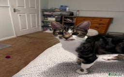 Domestic Shorthair cats for adoption: Luna, Milo & Ozzy  - Image 1
