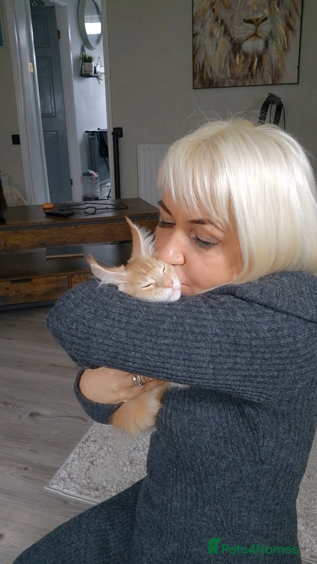 Maine Coon cats for sale: Beautiful Maine Coon boys . - Advert 20