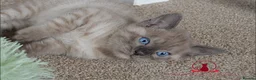 Bengal cats for sale: ✨️ CHAMPION TICA BENGAL KITTENS 🔥 - Advert 23