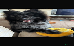 Pomeranian dogs for stud: For stud, Milo - Image 2