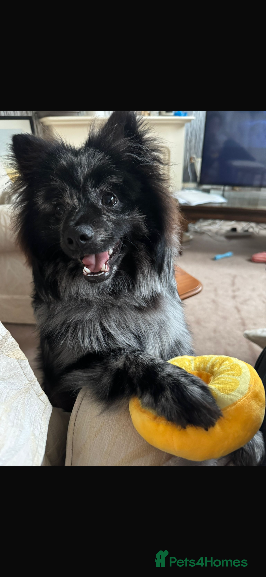 Pomeranian dogs for stud: For stud, Milo - Image 2