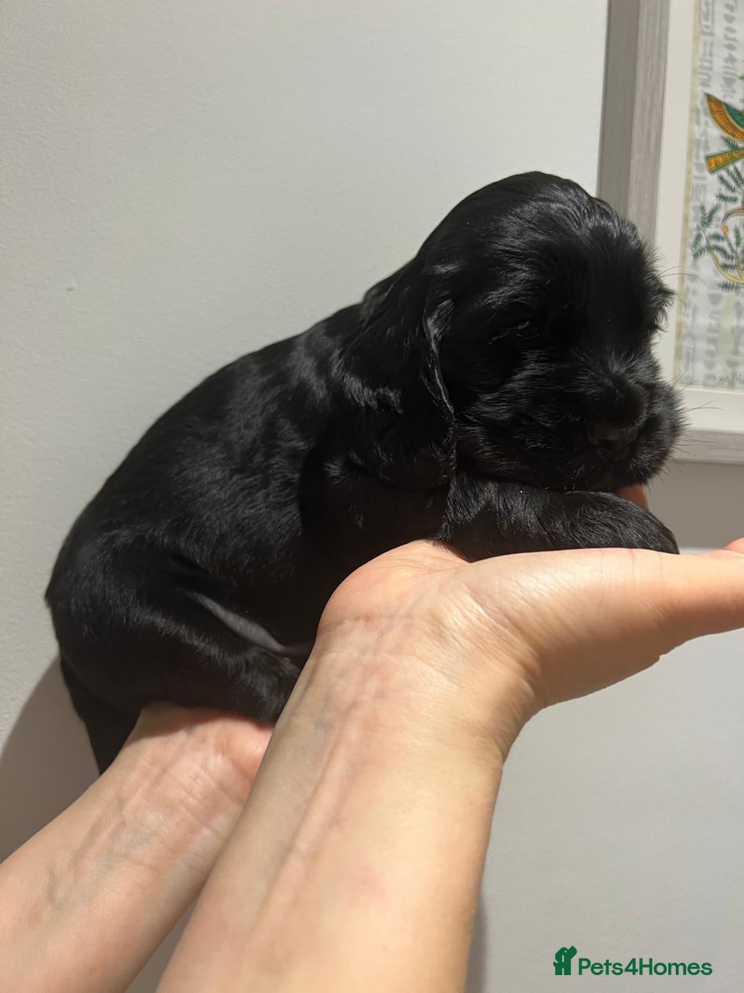 Cocker Spaniel dogs for sale: Show Type Cocker Spaniel  - Advert 21