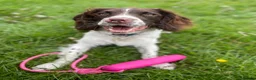 English Springer Spaniel dogs for stud: *KC registered* Gus available for stud in Pontefract - Advert 7