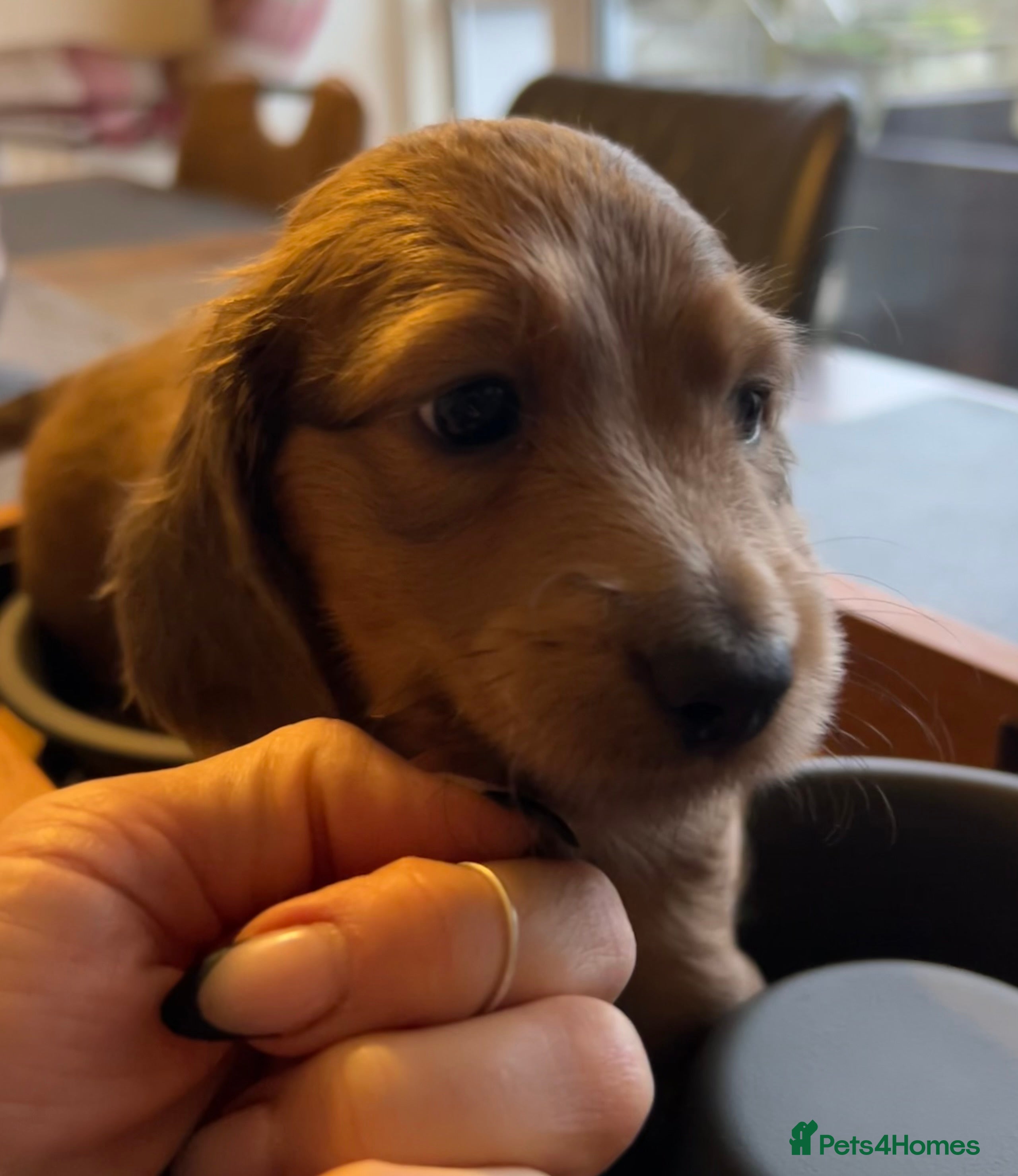 Miniature Dachshund dogs Red miniature Dachshund puppies  - Advert 1