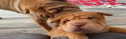 Shar Pei dogs for sale: *** 1 Girl left ***KC Shar Pei Puppies  - Advert 11
