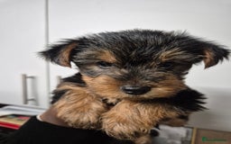 Yorkshire Terrier dogs for sale: 3 beautiful yorkies puppies - Image 2