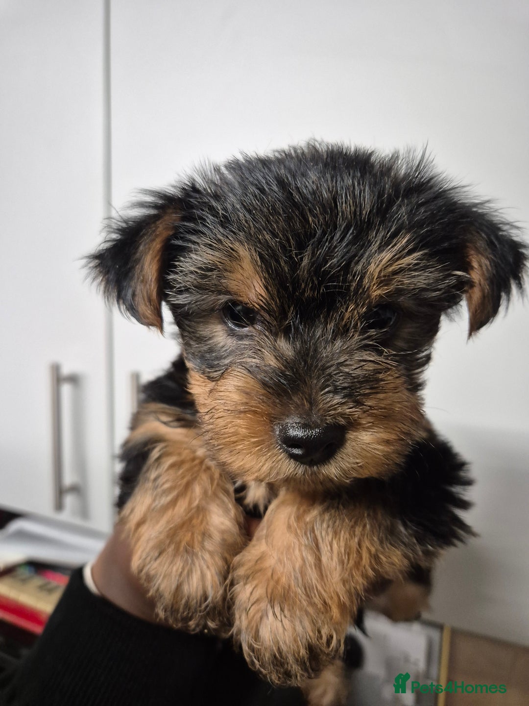 Yorkshire Terrier dogs for sale: 3 beautiful yorkies puppies - Image 2