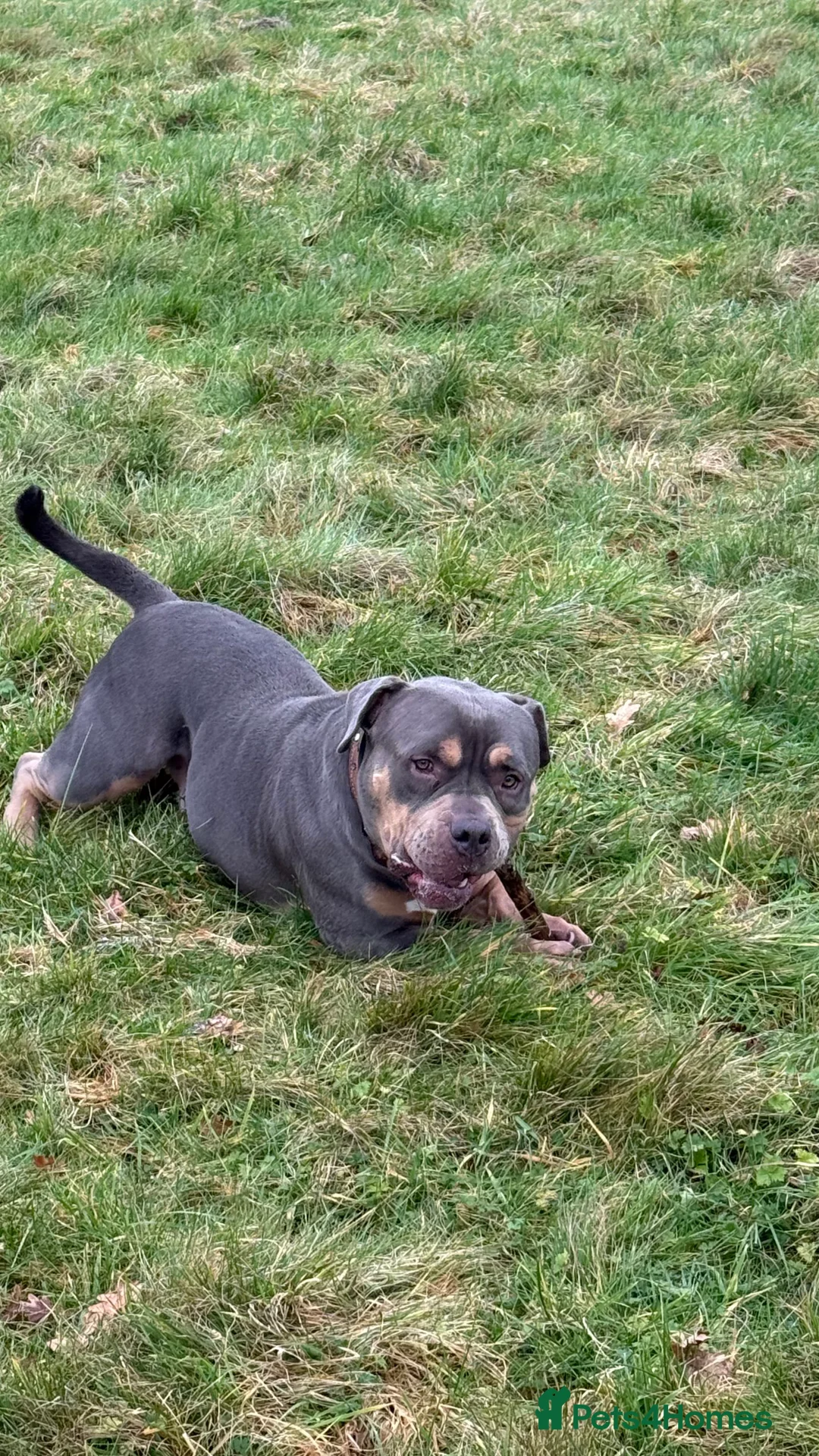 American Bully dogs for sale: Pocket Bully  - Advert 9