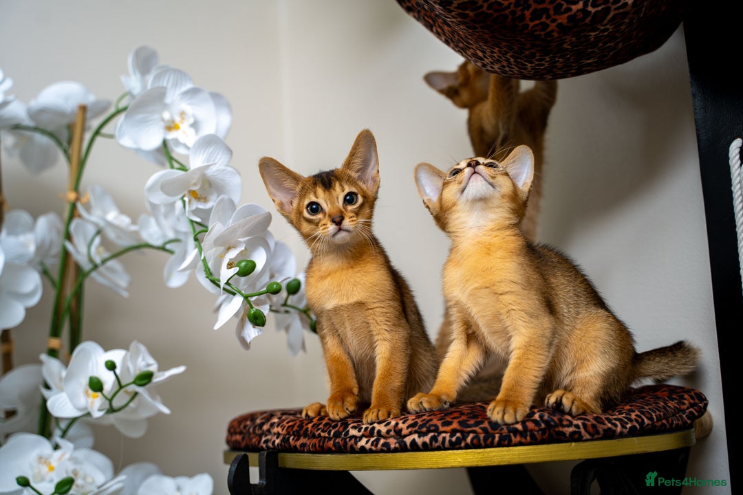 Abyssinian cats for sale: Elegant Abyssinian Kittens Champion Lines 🏆 🥇  - Image 18