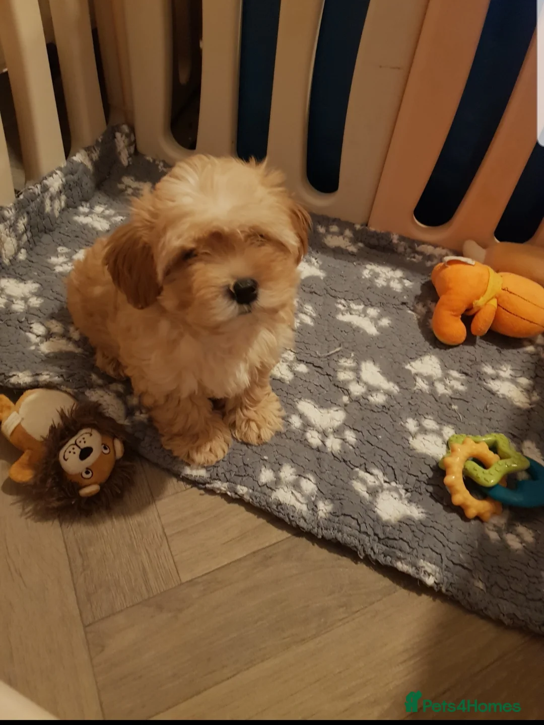 Maltipoo dogs for sale: Gorgeous maltipoo boy half Korean  - Advert 1