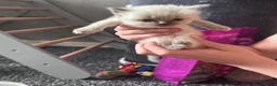 Ragdoll cats for sale: Ragdoll kittens  - Advert 7
