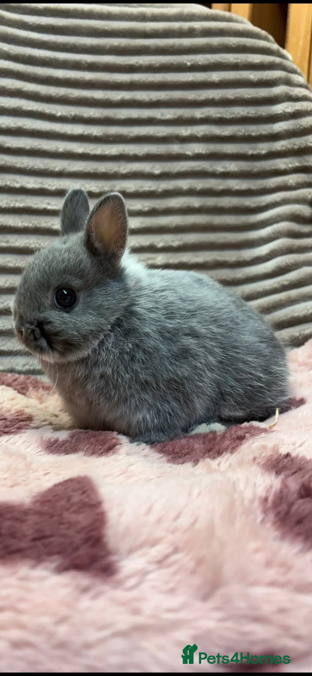 Netherland Dwarf rabbits for sale: Adorable friendly pure bred nethies  - Advert 14
