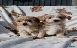 Maltipoo dogs for sale: Beautiful Maltipoo Babies - Image 15