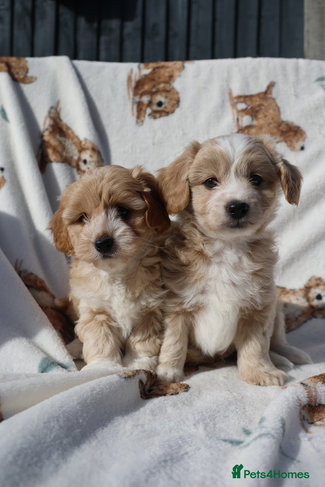Maltipoo dogs for sale: Beautiful Maltipoo Babies - Image 15