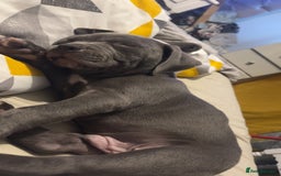 Mixed Breed dogs for sale: Blue staffy  - Image 3