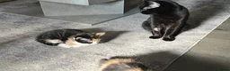 Mixed Breed cats for sale: Last Calico girl left  - Advert 4