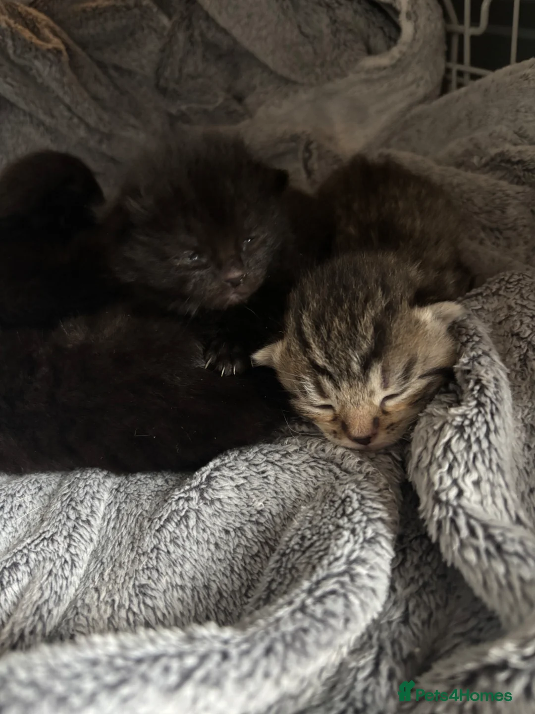 Mixed Breed cats for sale: 1 tabby 3 black kittens  - Advert 7