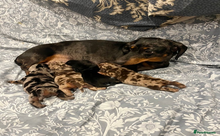 Miniature Dachshund dogs - Advert 15