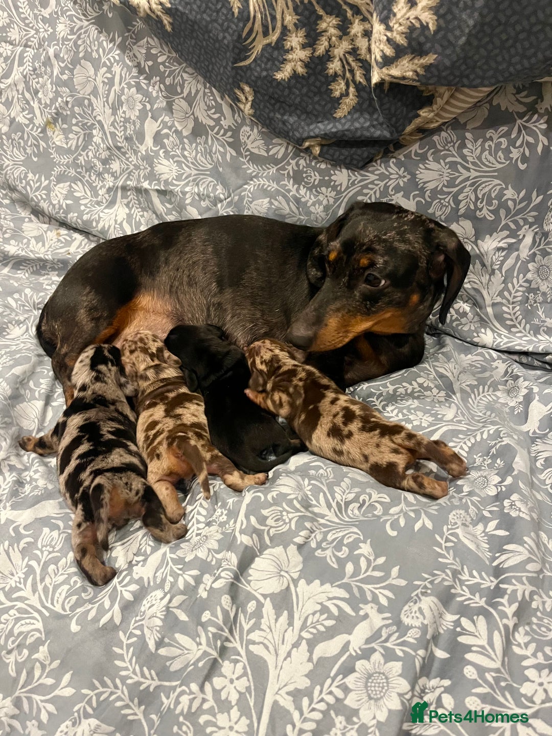 Miniature Dachshund dogs for sale: RARE KC 2 Isabella+tan boys, 1 chocolate and tan  - Advert 11