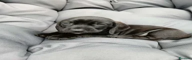 Mixed Breed 2