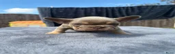 French Bulldog dogs for sale: Kc Health clear Pink Fluffy Producers  - Advert 18