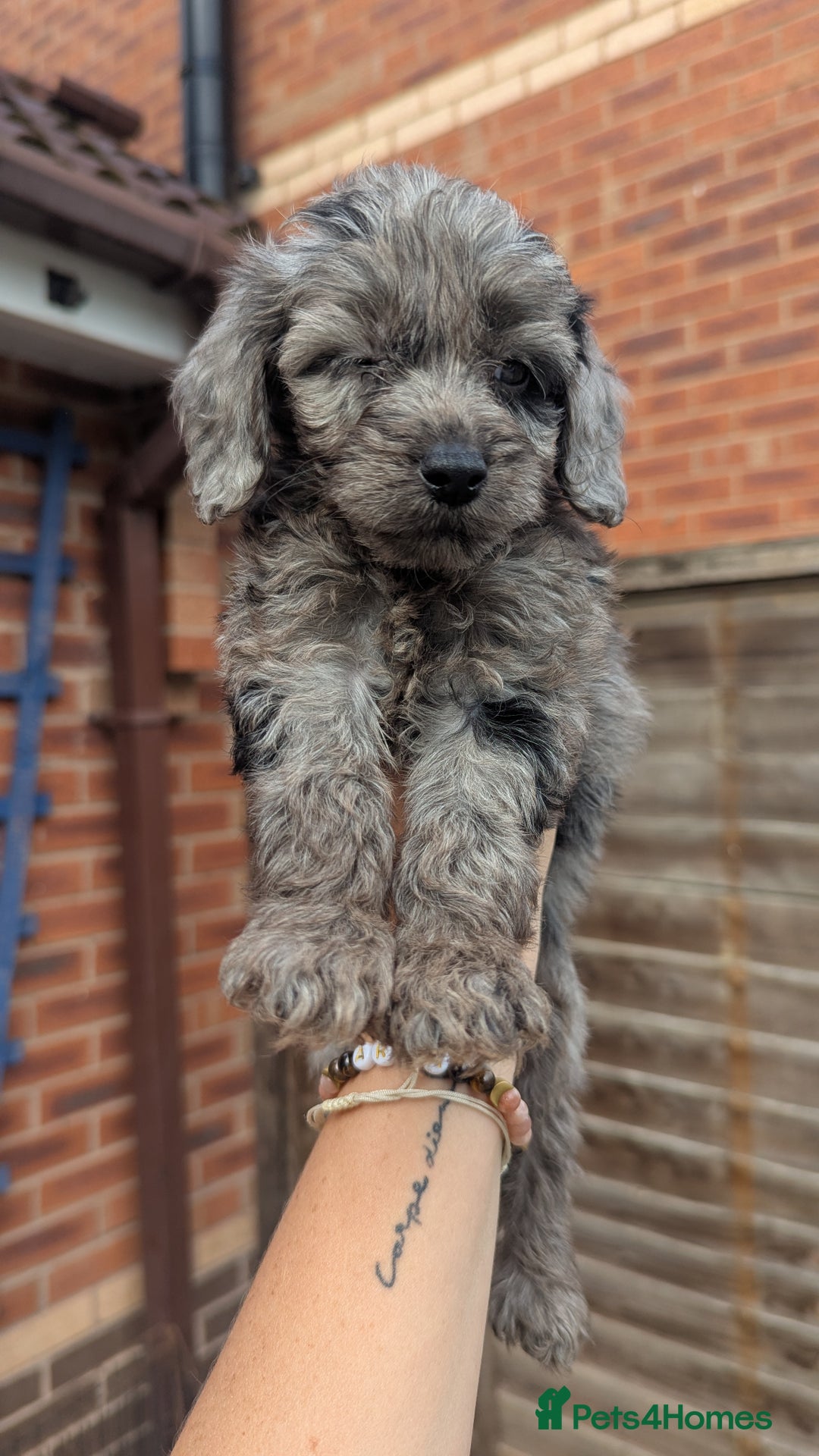 Cockapoo dogs for sale: Cockapoo Puppies (TOY) - Image 26