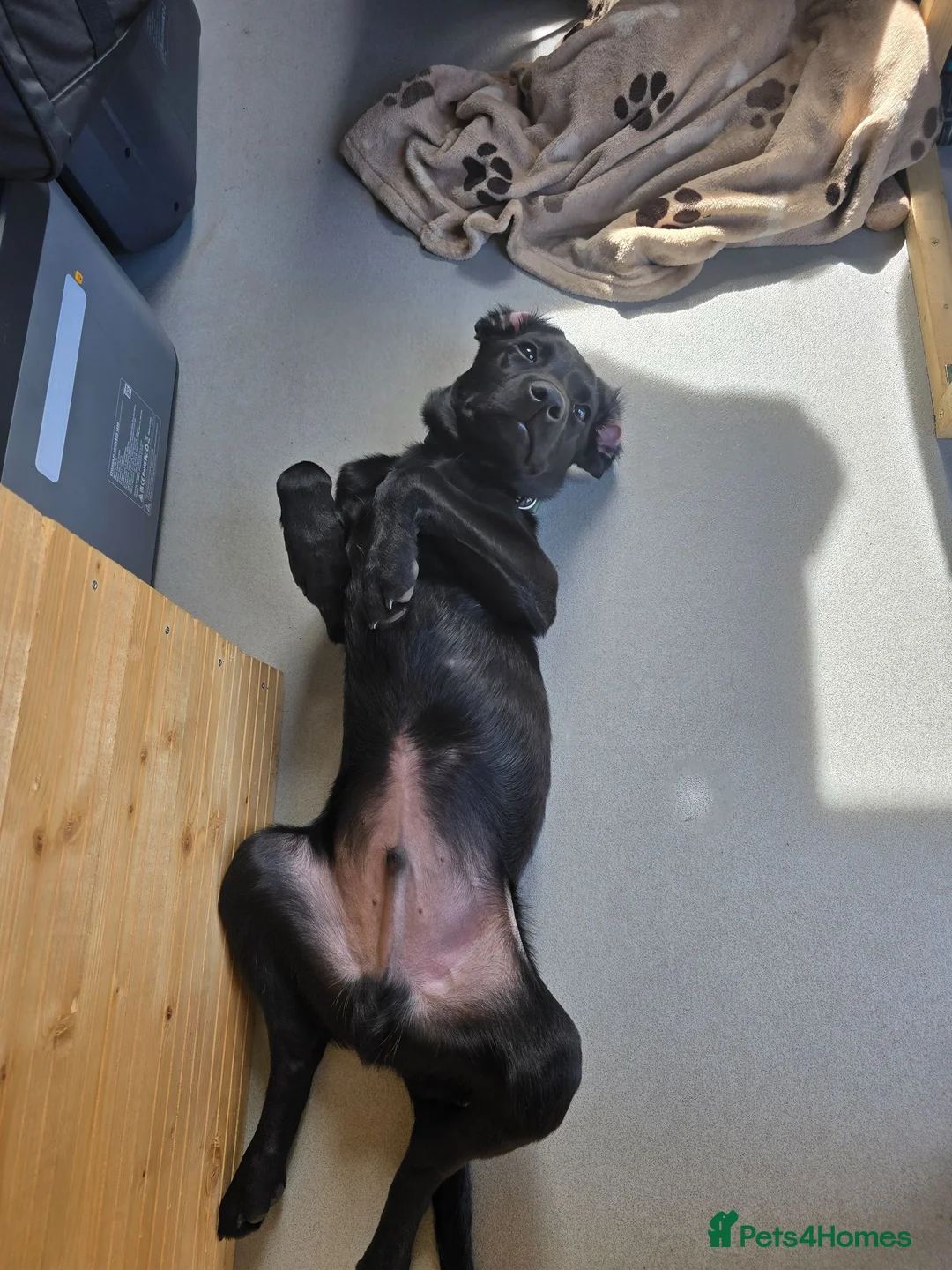 Labrador Retriever dogs for sale: Male Black Lab Puppy - Advert 7