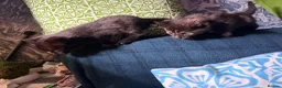 Domestic Shorthair cats for sale: 2 baby tortioushell kittens left - Advert 5