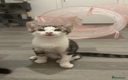British Shorthair cats for sale: Beautiful boy kitten!!🩵 - Image 6