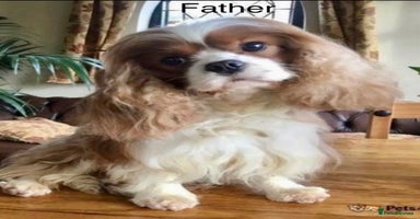 Cavalier King Charles Spaniel dogs - Advert 6