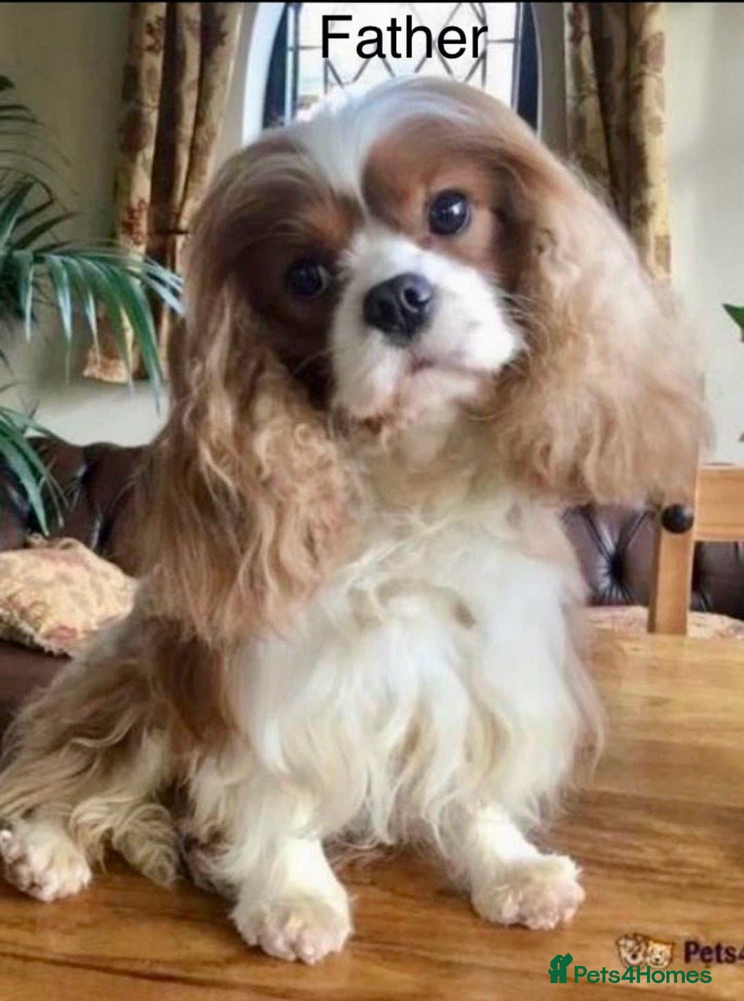 Cavalier King Charles Spaniel dogs for sale: Stunning cavalier King Charles  - Image 3
