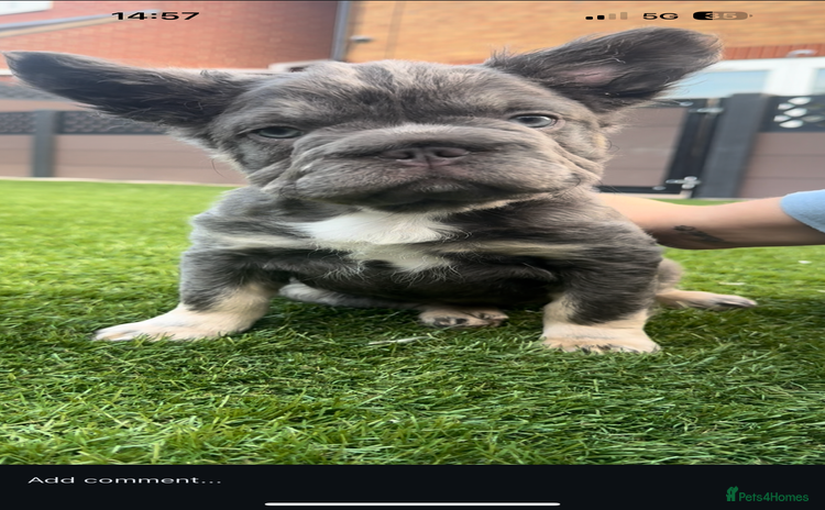 French Bulldog dogs - Advert 3