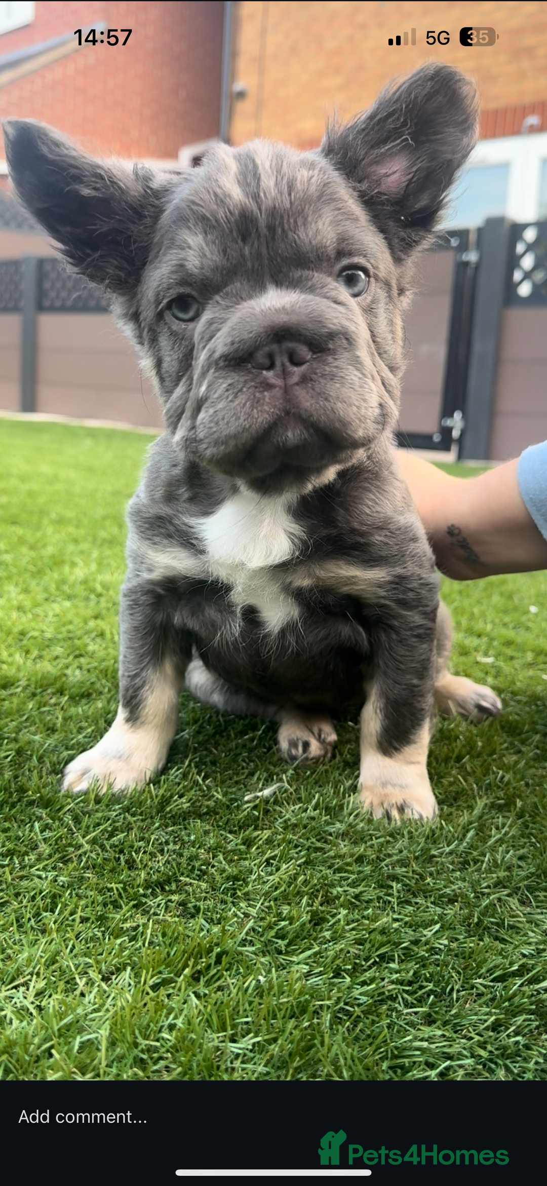 French Bulldog dogs for sale: Fluffy ** 5 month old  puppy  - Image 1