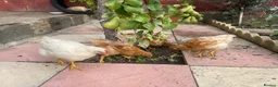Chickens poultry for sale: 1 male chicken and 3 female  in Slough - Advert 1